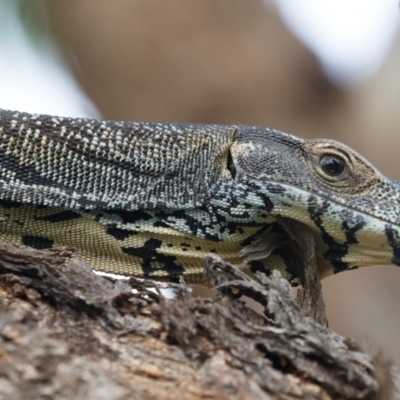 Varanus varius (Lace Monitor) at Illilanga & Baroona - 7 Jan 2024 by Illilanga