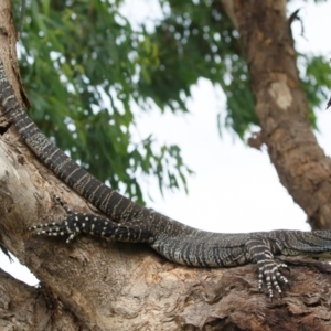 Varanus varius at Illilanga & Baroona - suppressed