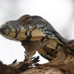 Varanus varius at Illilanga & Baroona - suppressed