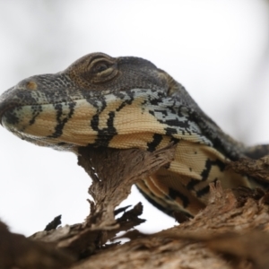 Varanus varius at Illilanga & Baroona - suppressed