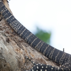 Varanus varius at Illilanga & Baroona - suppressed