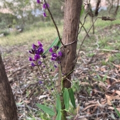 Glycine tabacina (Variable Glycine) at Watson, ACT - 11 Jan 2024 by waltraud