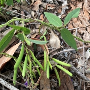 Glycine tabacina at Mount Majura - 11 Jan 2024