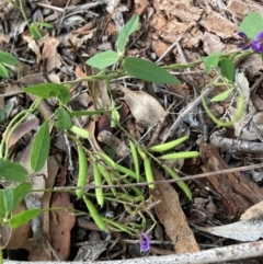 Glycine tabacina at Mount Majura - 11 Jan 2024