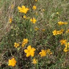 Hypericum gramineum (Small St Johns Wort) at Mount Majura - 12 Jan 2024 by waltraud