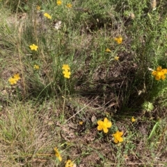 Hypericum gramineum at Mount Majura - 12 Jan 2024 10:45 AM