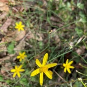 Tricoryne elatior at Mount Majura - 12 Jan 2024