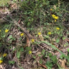 Tricoryne elatior at Mount Majura - 12 Jan 2024