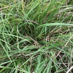 Nassella neesiana (Chilean Needlegrass) at Watson, ACT - 5 Jan 2024 by waltraud