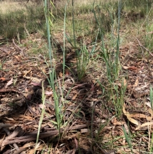 Avena sp. at Mount Majura - 12 Jan 2024