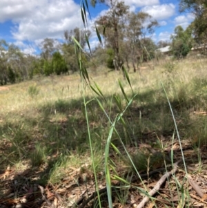 Avena sp. at Mount Majura - 12 Jan 2024