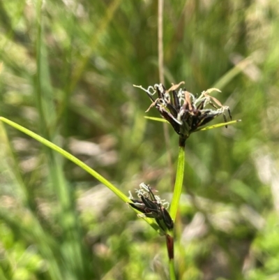 Schoenus apogon (Common Bog Sedge) at Nurenmerenmong, NSW - 11 Jan 2024 by JaneR