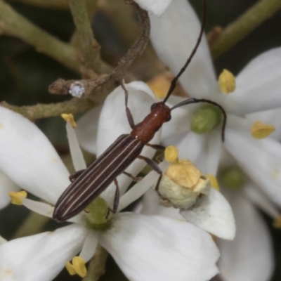 Syllitus microps (Longicorn or Longhorn beetle) at The Pinnacle - 11 Jan 2024 by AlisonMilton