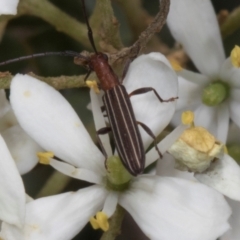 Syllitus microps at Pinnacle NR (PIN) - 12 Jan 2024 10:53 AM