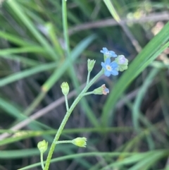 Myosotis laxa subsp. caespitosa (Water Forget-me-not) at The Tops at Nurenmerenmong - 11 Jan 2024 by JaneR