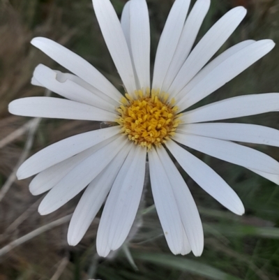 Celmisia tomentella (Common Snow Daisy) at Namadgi National Park - 12 Jan 2024 by Venture