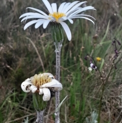 Celmisia tomentella at Namadgi National Park - 12 Jan 2024