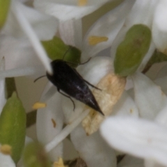 Mordella sp. (genus) (Pintail or tumbling flower beetle) at The Pinnacle - 11 Jan 2024 by AlisonMilton
