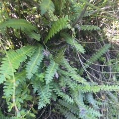 Blechnum penna-marina (Alpine Water Fern) at The Tops at Nurenmerenmong - 11 Jan 2024 by JaneR