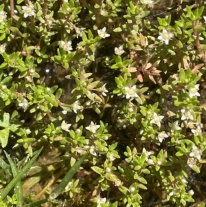 Crassula helmsii at Nurenmerenmong, NSW - 12 Jan 2024 11:01 AM