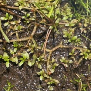 Elatine gratioloides at Bago State Forest - 12 Jan 2024