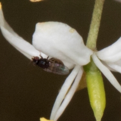 Melanina sp. (genus) (Lauxaniid fly) at Pinnacle NR (PIN) - 11 Jan 2024 by AlisonMilton