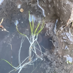 Lilaeopsis polyantha at Bago State Forest - 11 Jan 2024