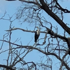 Ardea pacifica (White-necked Heron) at QPRC LGA - 13 Jan 2024 by Wandiyali