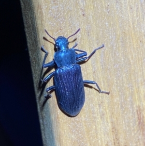 Promethis sp. (genus) at QPRC LGA - suppressed