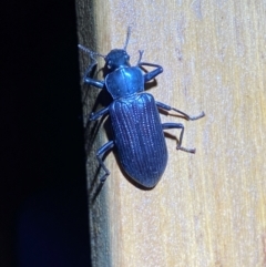 Promethis sp. (genus) at QPRC LGA - suppressed