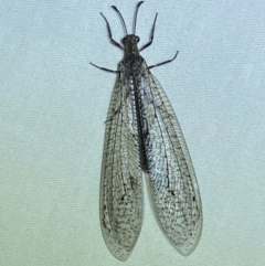 Glenoleon osmyloides (An antlion) at QPRC LGA - 12 Jan 2024 by SteveBorkowskis