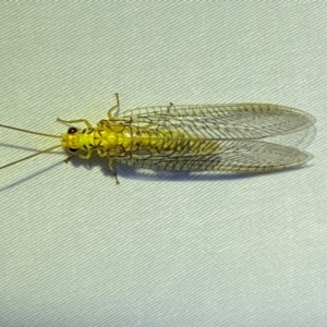 Italochrysa insignis at QPRC LGA - 12 Jan 2024