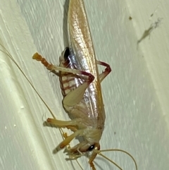 Gryllacrididae (family) (Wood, Raspy or Leaf Rolling Cricket) at QPRC LGA - 12 Jan 2024 by SteveBorkowskis