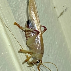 Gryllacrididae (family) at QPRC LGA - 12 Jan 2024