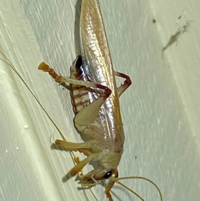 Gryllacrididae (family) (Wood, Raspy or Leaf Rolling Cricket) at QPRC LGA - 12 Jan 2024 by SteveBorkowskis