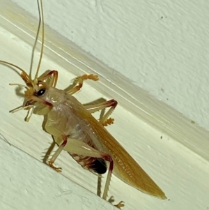 Gryllacrididae (family) at QPRC LGA - 12 Jan 2024