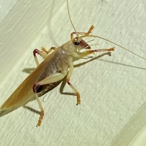 Gryllacrididae (family) at QPRC LGA - 12 Jan 2024