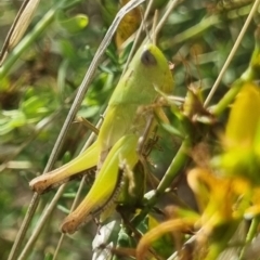 Caledia captiva at Ginninderry Conservation Corridor - 13 Jan 2024 10:23 AM