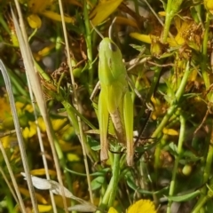 Caledia captiva at Ginninderry Conservation Corridor - 13 Jan 2024 10:23 AM