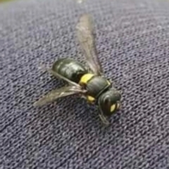 Hylaeus (Euprosopoides) rotundiceps (Hylaeine colletid bee) at Evatt, ACT - 6 Jan 2024 by Kurt