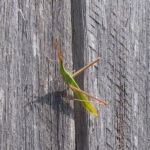 Acrida conica at Murrumbateman, NSW - 13 Jan 2024