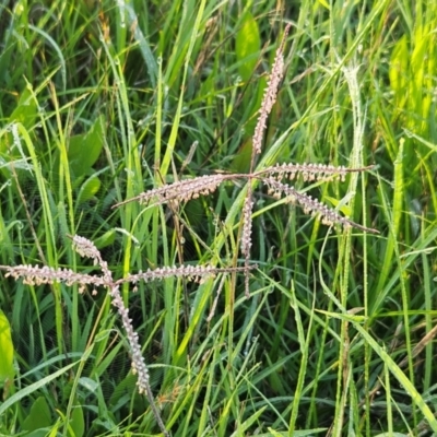 Cynodon dactylon (Couch Grass) at The Pinnacle - 12 Jan 2024 by sangio7