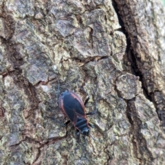 Dindymus circumcinctus (Bordered harlequin bug) at Watson Green Space - 12 Jan 2024 by AniseStar