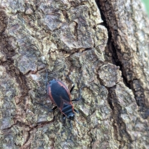 Dindymus circumcinctus at Watson Green Space - 13 Jan 2024