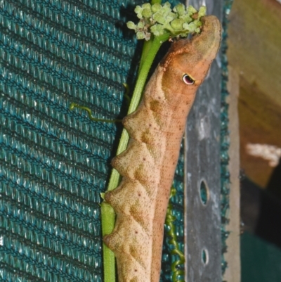 Theretra latreillii (Pale Brown Hawk Moth) at Sheldon, QLD - 8 Jan 2024 by PJH123