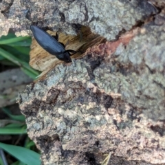 Pterohelaeus piceus (Pie-dish beetle) at Watson Green Space - 13 Jan 2024 by AniseStar
