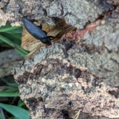 Pterohelaeus piceus (Pie-dish beetle) at Watson, ACT - 12 Jan 2024 by AniseStar