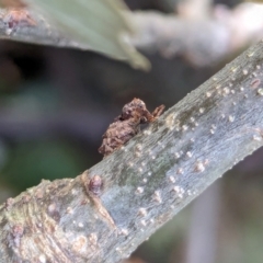 Orthorhinus klugii (Vine weevil) at Watson Green Space - 12 Jan 2024 by AniseStar