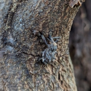 Orthorhinus cylindrirostris at Watson Green Space - 13 Jan 2024