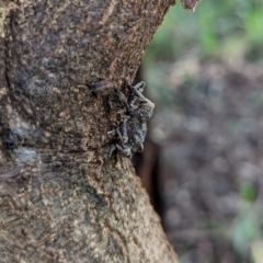 Orthorhinus cylindrirostris at Watson Green Space - 13 Jan 2024